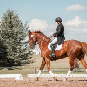 equestrian riding horse